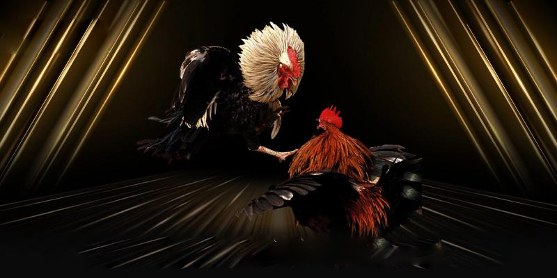 จุดเด่นของไก่ชน 59gbet