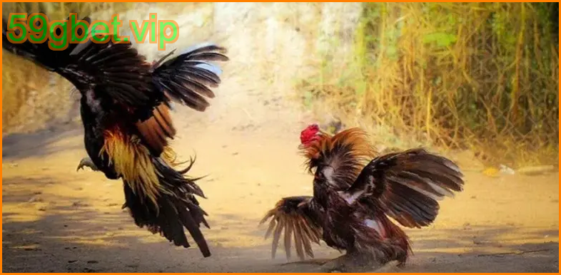 ไก่ชนฟิลิปปินส์ 59gbet เทคนิคเดิมพันไก่ชนฟิลิปปินส์ชนะง่าย