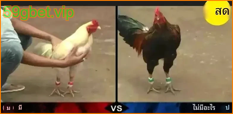 ไก่ชนฟิลิปปินส์ 59gbet รูปแบบไก่ชนฟิลิปปินส์ยอดนิยม
