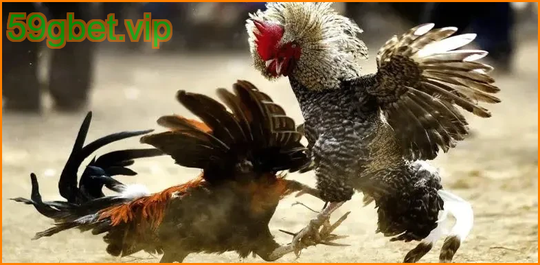 เทคนิคเดิมพันไก่ชนคมมีดชนะง่าย
