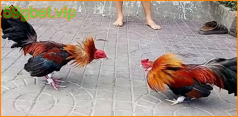 ไก่ชนฟิลิปปินส์ 59gbet ภาพรวมไก่ชนฟิลิปปินส์