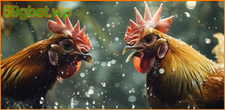 6 เหตุผลที่ไก่ชน C1 ยังคงฮิต