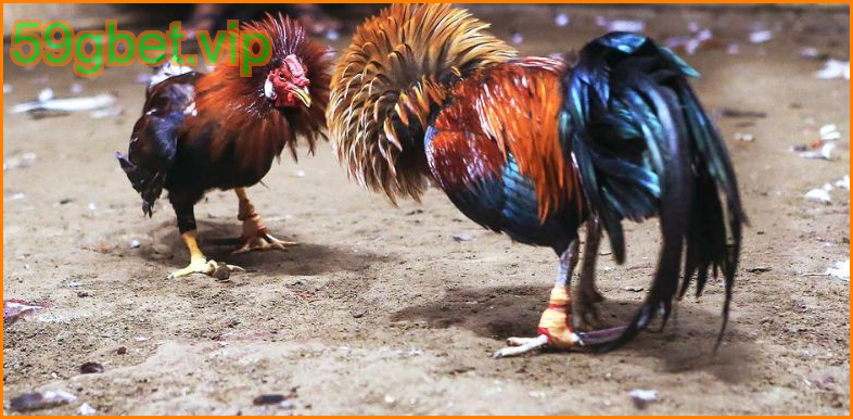 ทำความรู้จักไก่ชน C1 ที่ 59gbet